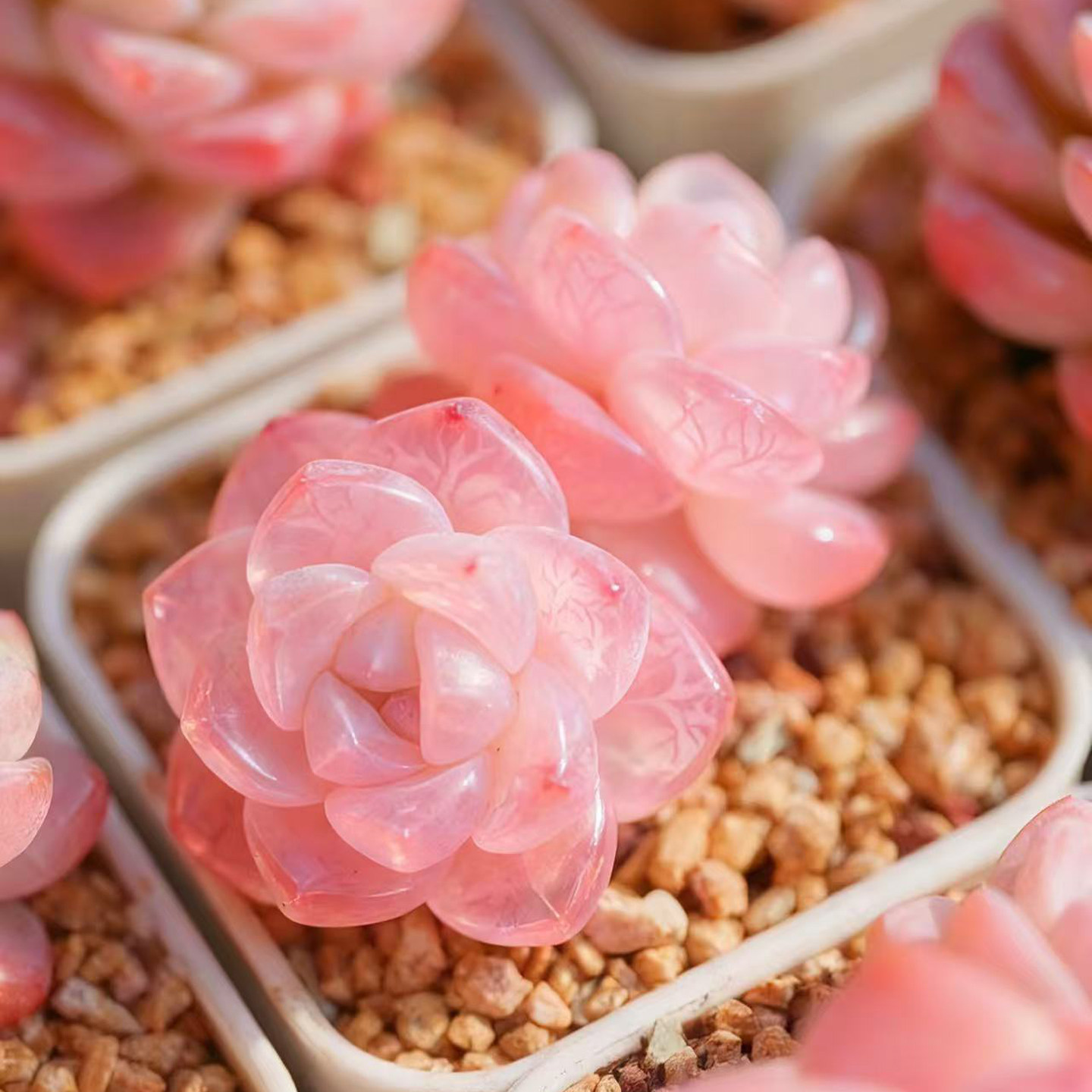 精美小群粉色冰玉多肉植物办公桌桌面装饰易养美观春季开花盆栽