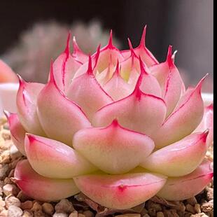 贵货高端麦秆睫毛女王精控边线高颜值组合盆栽室内阳台桌面盆栽