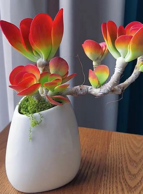 大颗唐印粗高桩多新手好养活多肉植物办公室耐旱净化空气防辐射