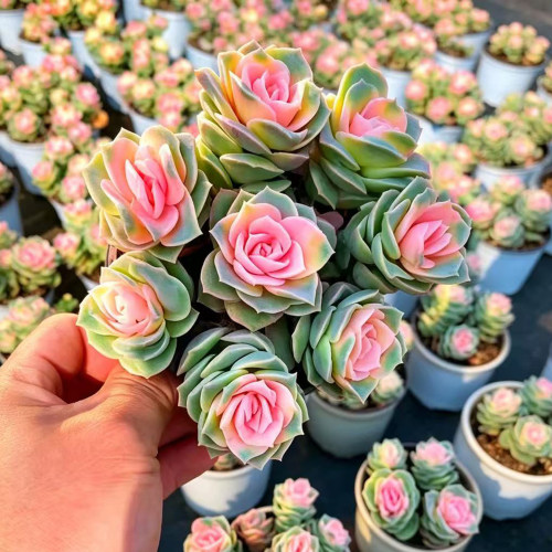 玫瑰花型多肉盆栽粉色渐变易养