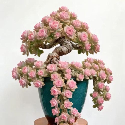 多肉植物粉色樱花玫瑰老桩花卉