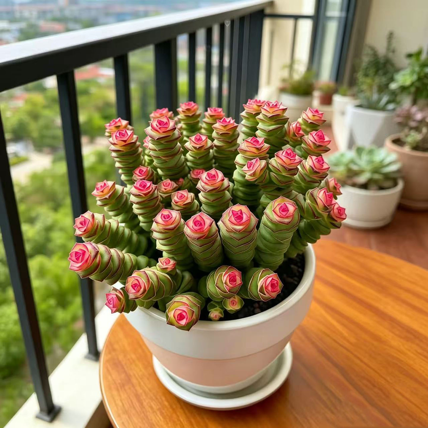 大群精品粉色玫瑰钱串多肉植物盆栽茶几阳台室内易养带盆观赏植物