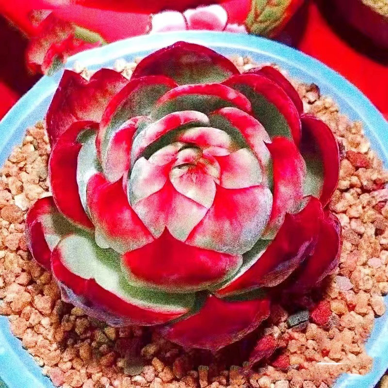 大颗粉色惊鸿仙子稀有进口多肉植物办公桌花卉室内盆栽阳台防辐射