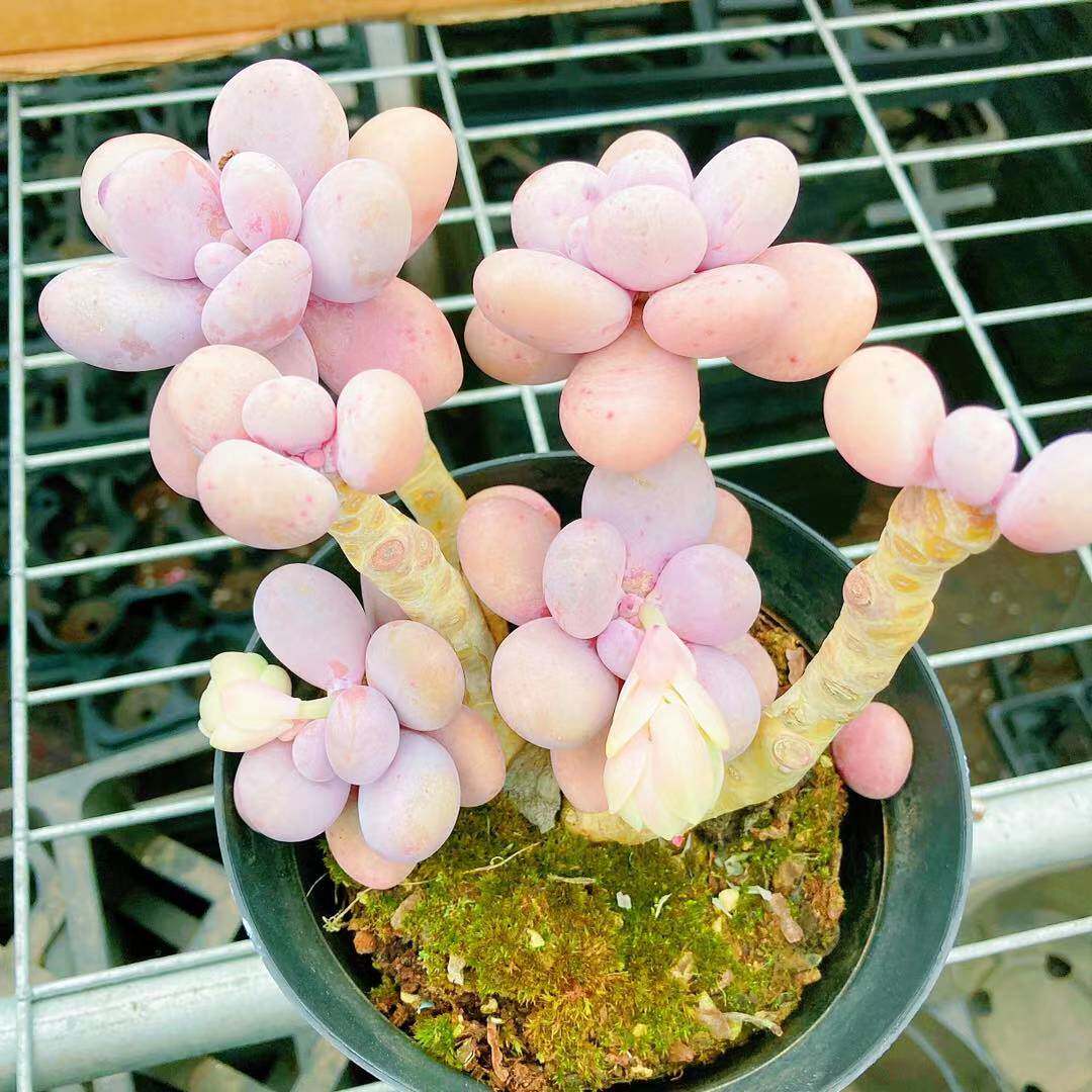 多肉植物【原始奶酪美人】粉色带花苞老桩奇趣肉肉盆栽阳台防辐射