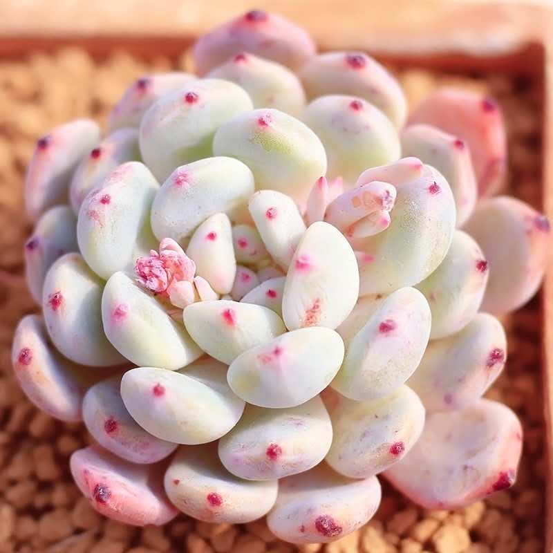 精致多肉植物【雪爪】比安特小老桩稀有创意肉肉盆栽桌面防辐射