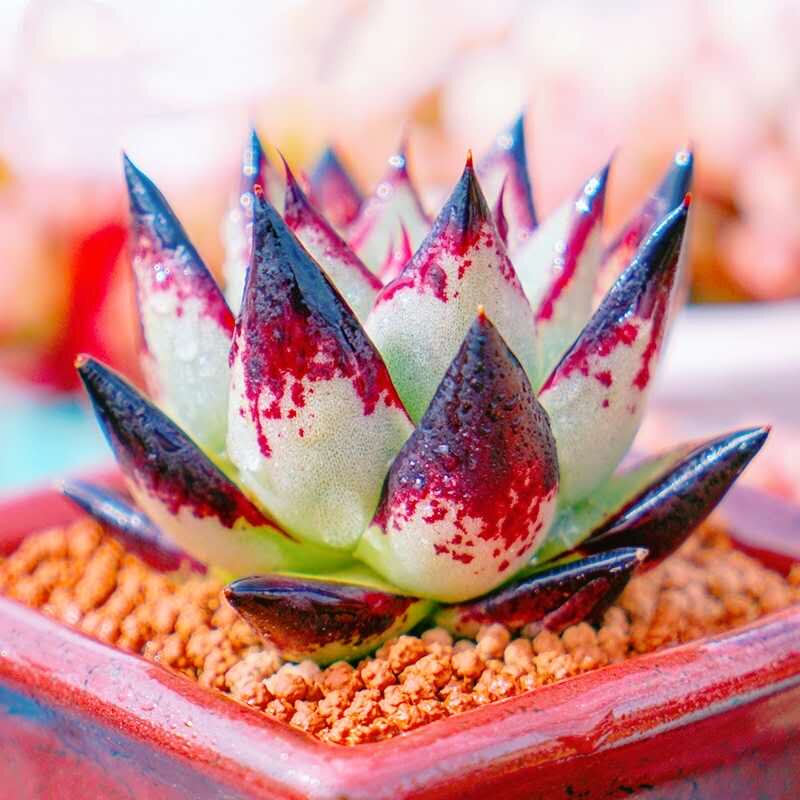 满额包邮多肉植物【乌木黑檀汁】精美高档进口品种盆栽桌面防辐射