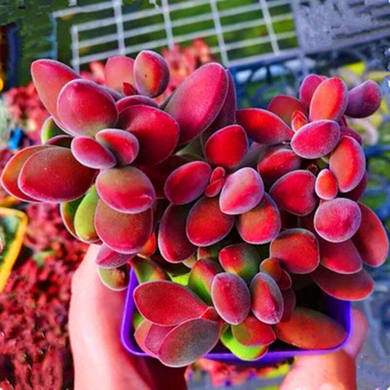 满额包邮多肉植物【若歌诗】无敌品相奇趣肉肉盆栽阳台桌面防辐射