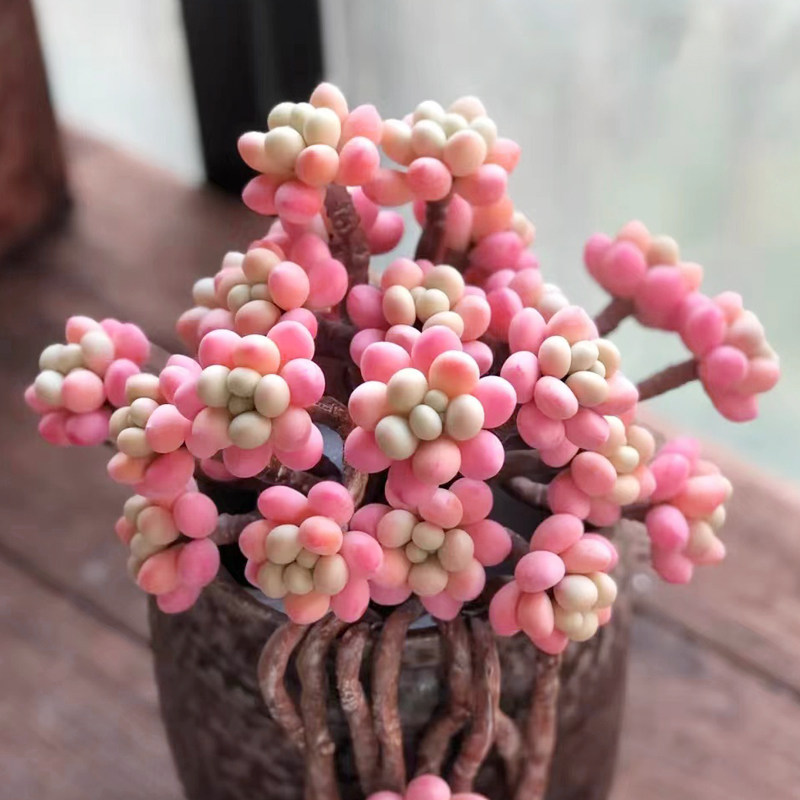 进口多肉植物果冻洛神老桩稀有高级办公桌花卉室内盆栽阳台防辐射
