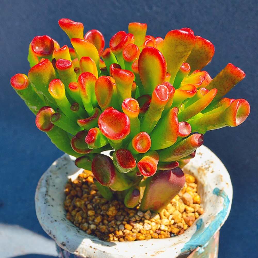 精致多肉植物【招财猫】果冻色露养小老桩奇趣肉肉花卉盆栽防辐射