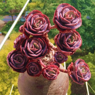 多肉植物【红粉台阁】稀有进口品种罕见小贵货植物盆栽桌面防辐射