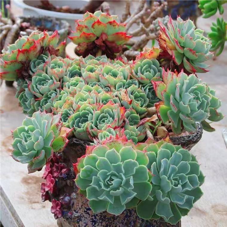 整桩多头超大海啸老桩稀有办公桌多肉植物室内盆栽花卉阳台防辐射
