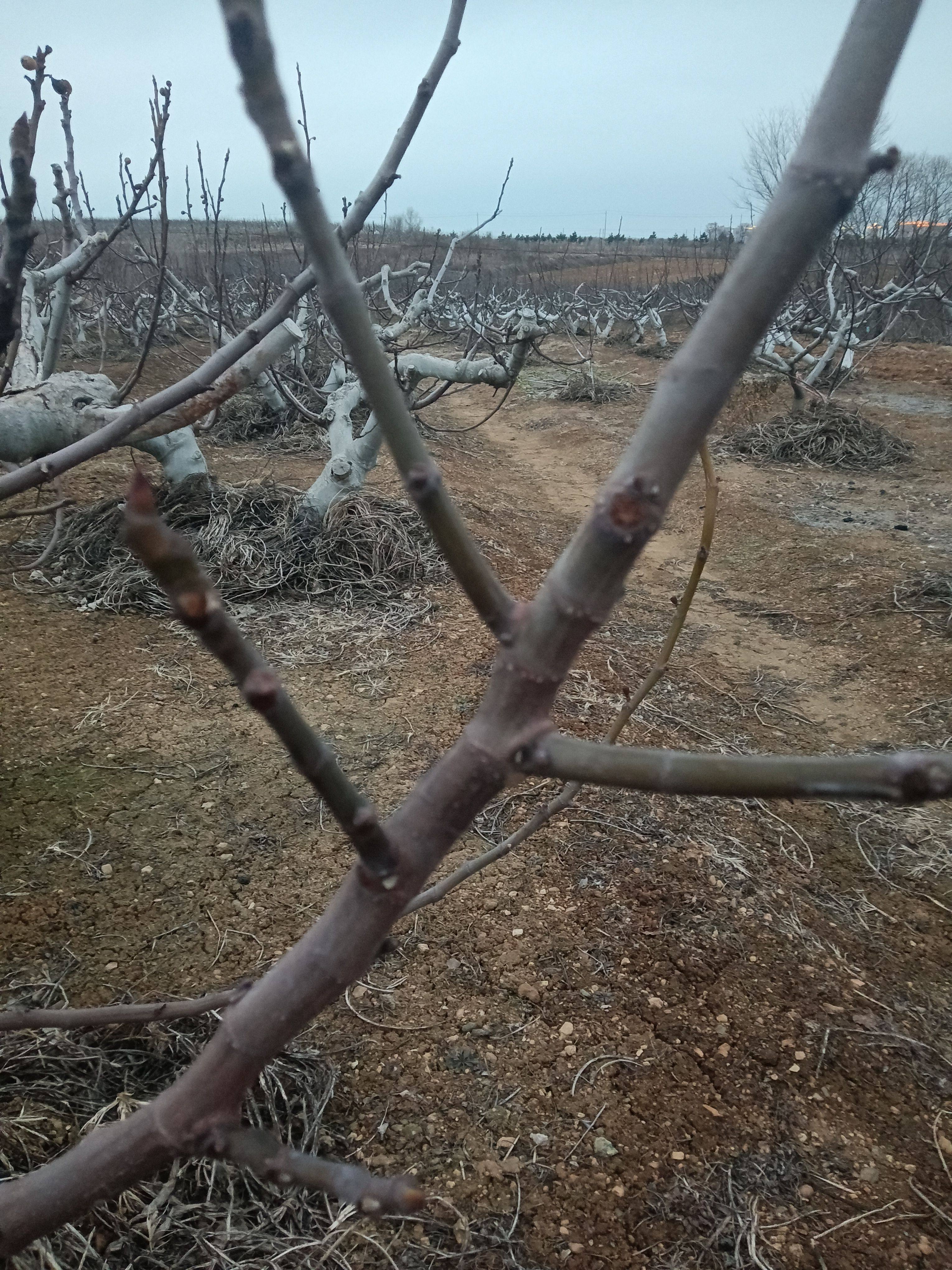 新鲜无花果（威海青皮）自家果树现剪枝条扦插包成活