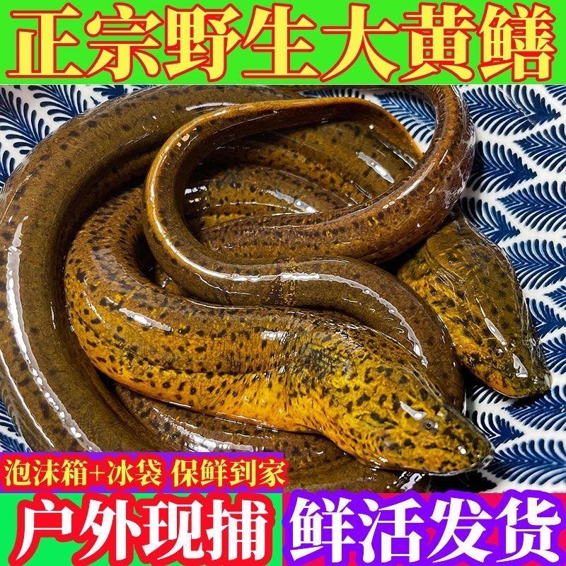 【顺丰快递】鲜活体黄鳝原生态鳝鱼野外捕捉黄鳝鱼新鲜食用滋补品