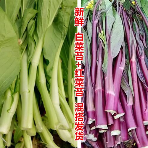 【顺丰快递】红菜苔新鲜白菜苔现摘菜心农家自种菜心露天种植当季