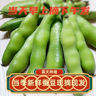 蚕豆青蚕豆带壳蚕豆嫩蚕豆新鲜蚕豆米豌豆兰花豆佛南豆湖北5斤