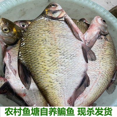 湖北荆州原生态新鲜武昌鱼现杀活鱼淡水鱼鲜活农村的扁鱼净重