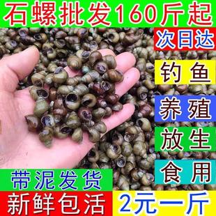 【顺丰快递】湖北生态种螺田螺鲜活打窝石螺苗包活养殖螺青鱼饵料
