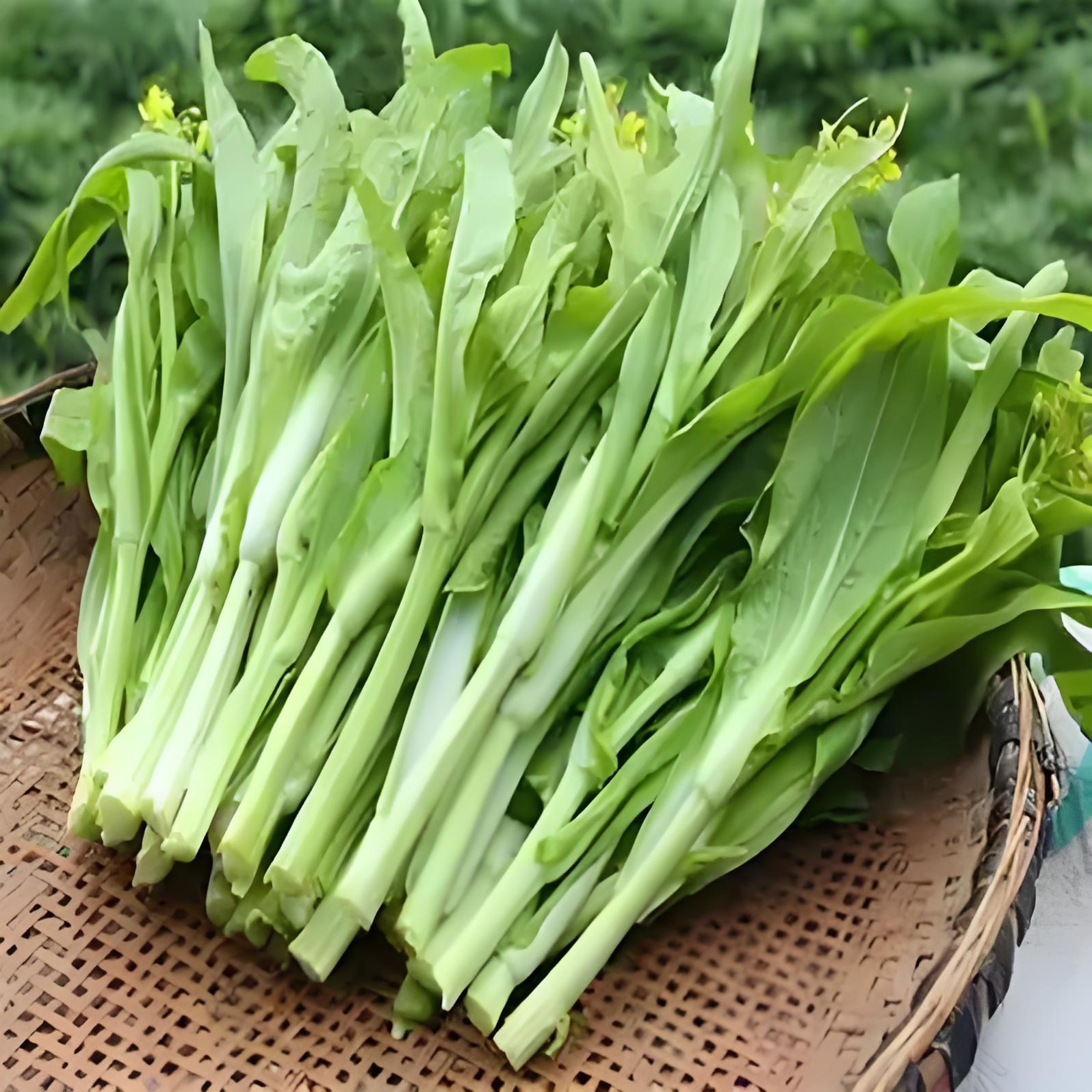 新鲜白菜苔菜心农家高山露天种植口感脆嫩无茎红菜苔5装时令蔬菜