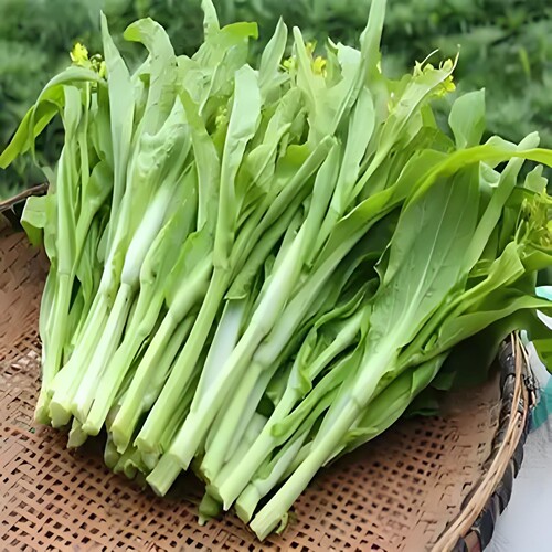 【顺丰快递】新鲜白菜苔菜心农家高山露天种植口感脆嫩无茎红菜苔