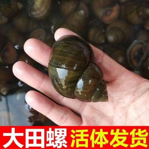 【顺丰快递】鲜活大号田螺种苗螺母螺淡水养殖活体新鲜螺蛳肉食用
