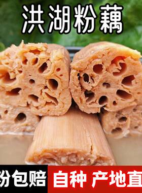 【顺丰快递】湖北煲汤粉藕糯正宗洪湖粉藕莲藕新鲜九孔面藕现挖发