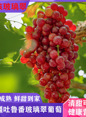 新疆葡萄吐鲁番火焰无核玻璃葡萄