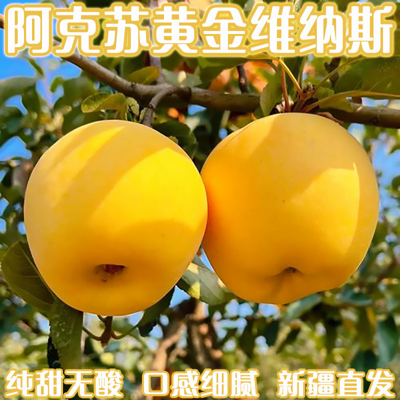 新疆黄金维纳斯苹果纯甜无酸阿克苏产地直发糖心爽口新鲜送礼佳品