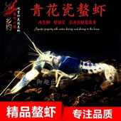 青花瓷鳌虾观赏虾淡水小龙虾蓝幽灵螯虾蓝色妖姬冷水族宠物虾耐活
