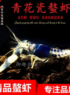 青花瓷鳌虾观赏虾淡水小龙虾蓝幽灵螯虾蓝色妖姬冷水族宠物虾耐活