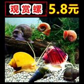 黄金螺吃鱼屎粪便除藻观赏螺淡水海螺蜗牛神秘螺青苔清洁净化水质