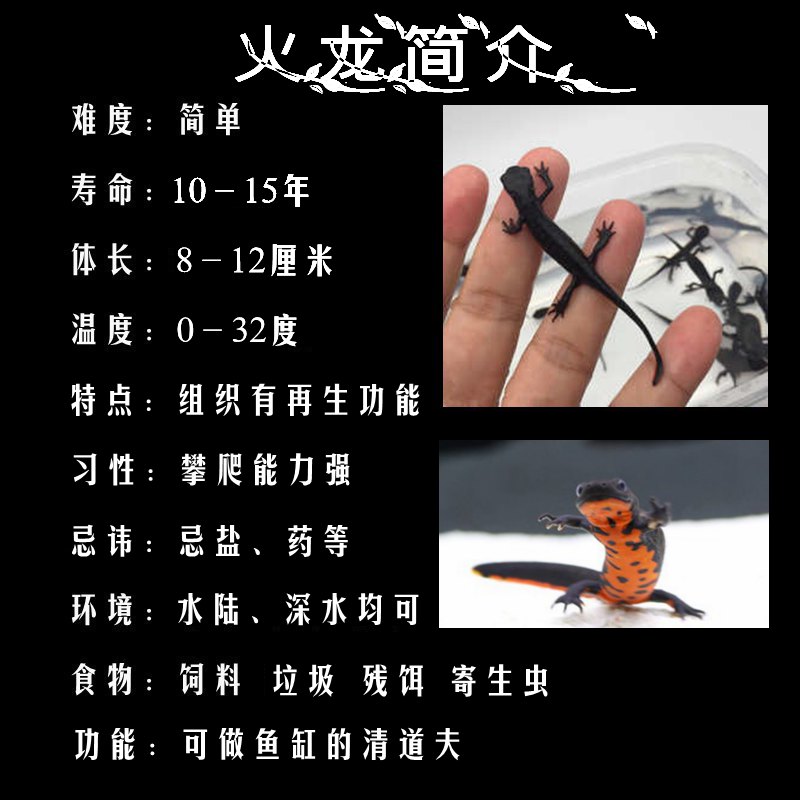 Ornamental fish living thing Pets Scavenger Fiery dragon Fish four Foot fish Eastern newt Salamander Six corners dinosaur Goldfishin the Pet/Pet food and supplies , Aqua World , Fish  category - from Buy2taobao.com to provide professional Taobao agent buy service