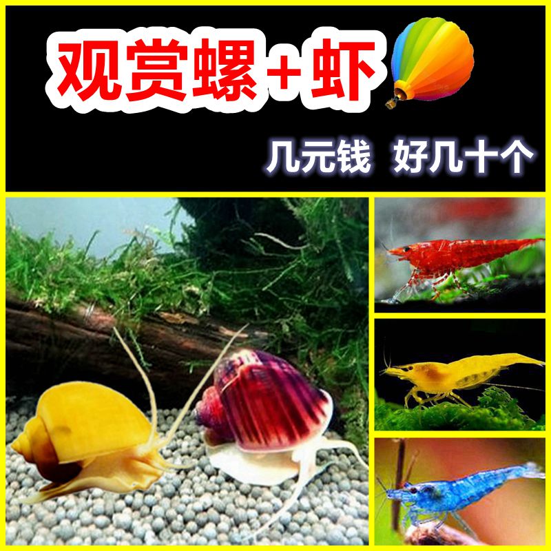 觀賞螺蝦除藻清潔吃糞黃金蘋果螺