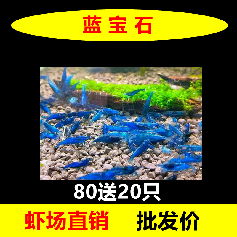 蓝宝石蓝丝绒观赏虾淡水除藻米虾