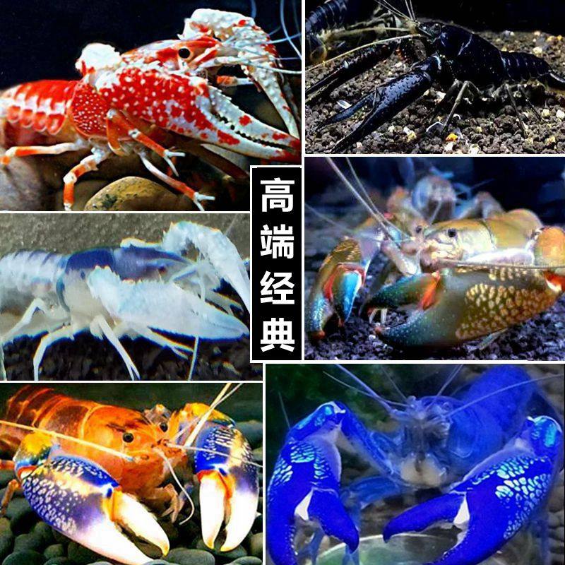 火山破坏者螯虾观赏龙虾淡水原生天空蓝魔虾青花瓷鳌虾黑魂橘幽灵