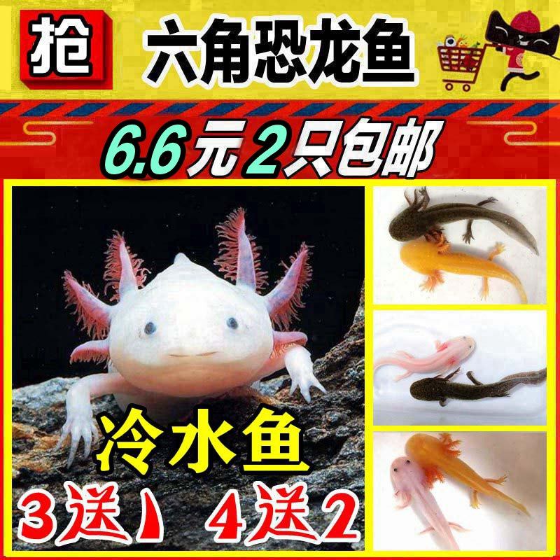 蝾螈六角恐龙鱼冷水霸王鱼斗鱼金鱼观赏鱼活体宠物淡水繁殖饲料|msdalam kategori haiwan peliharaan/makanan haiwan dan bekalan, Aquarium World, ikan - dari Buy2taobao.com untuk memberikan perkhidmatan ejen Taobao profesional membeli