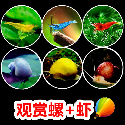 观赏螺观赏虾除藻吃粪净水黄金螺
