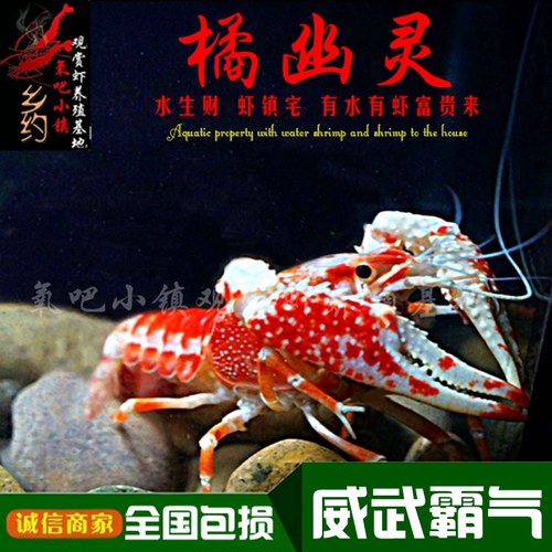 锦鲤橘幽灵鳌虾泰国观赏虾淡水虾