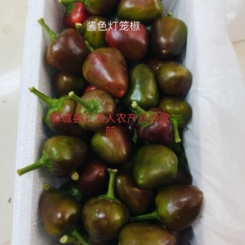 酱色现摘新鲜灯笼椒草莓椒海椒朝天椒四川重庆贵州泡椒剁椒辣酱用