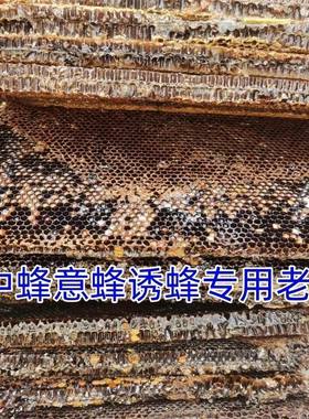 诱蜂专用老巢脾蜡引蜜蜂中蜂意蜂野外招蜂土蜂旧蜂窝鼻炎中药药引