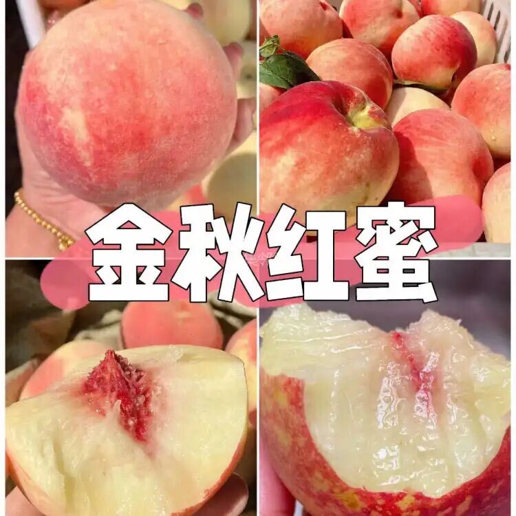 蒙阴高山正宗奶油蟠桃新鲜水果应季白桃孕妇油桃蟠桃多汁扁桃