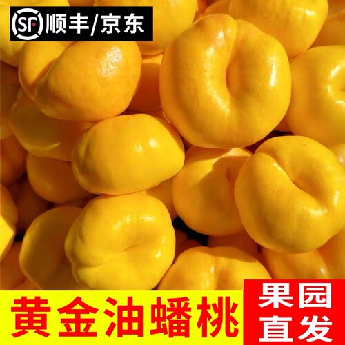 山东农家纯甜彩虹油盘桃