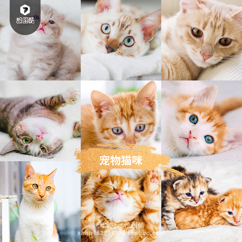 宠物小猫咪调色滤镜PS/LR达芬奇剪映LUT素材手机版Lightroom预设