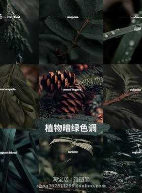 森林风景植物Lr预设Lightroom达芬奇Lut森系高级绿色调Ps调色滤镜