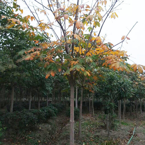 观赏性高绿化造景七叶树树苗园