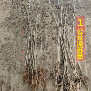 流苏苗流苏小苗流苏树苗老根油根子树苗树桩老桩流苏嫁接桂花沾木