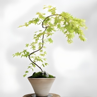 流泉枫盆栽自然美室内绿植日本造型枫树好养网红客厅绿植不包售后