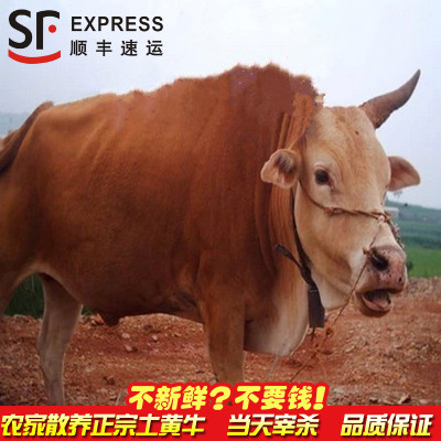 黄牛肉农家散养新鲜牛肉生牛肉牛腿牛腩牛腱3斤装1500克顺丰速运-封面