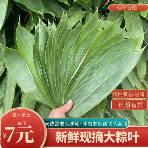 现摘现发粽子叶包粽子叶子箬竹叶