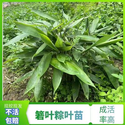 箬竹叶苗包粽子树苗周期长可观赏