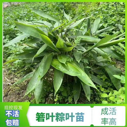 箬竹叶苗包粽子树苗周期长可观赏